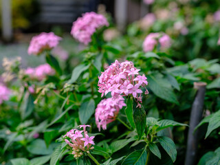 Fototapeta premium Close-up of pink Pentas lanceolata flowers in bloom
