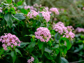 Close-up of pink Pentas lanceolata flowers in bloom