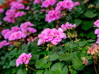 Close-up of purple geranium flowers in bloom