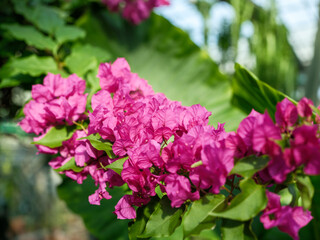 Close-up of purple bougainvillea flowers in bloom