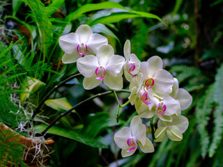 Close-up of a blooming white orchid (Phalaenopsis)