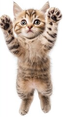 Fototapeta premium A cute, playful kitten jumping with its paws raised, showcasing its adorable features.
