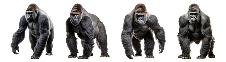 Fototapeta premium PNG Majestic gorillas in motion, element set on transparent background