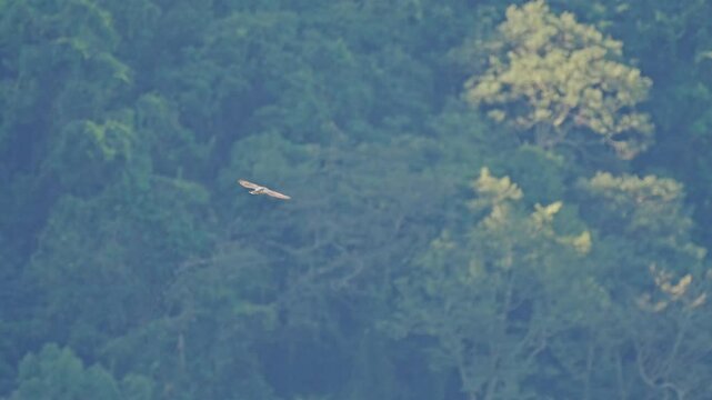 Crested goshawk in flight in Taiwan forest