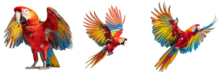Obraz premium A Set of Majestic Scarlet Macaws Spreading Their Wings in Full Glory Isolated on Transparent Background