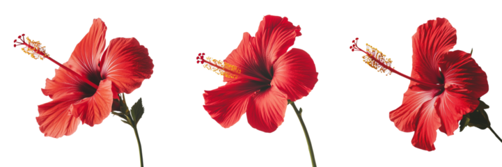 A Set of Radiant Red Hibiscus Flowers Showcasing Detailed Petals Isolated on Transparent Background