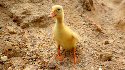 Adorable peking duckling standing on sandy ground
