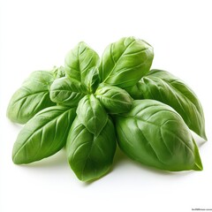 Fototapeta premium basil, hd, isolated on white background. 