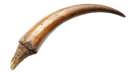 Close-up of a fossilized claw, curved, light brown, detailed tex
