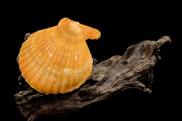 Orange scallop shell on driftwood black background