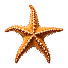 detailed yellow starfish isolated on transparent background PNG file