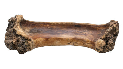 Ancient animal bone, hollowed, isolated on black.