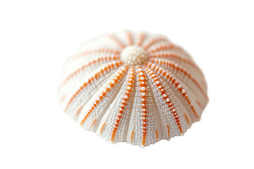 Close-up of a white sea urchin shell with orange accents.