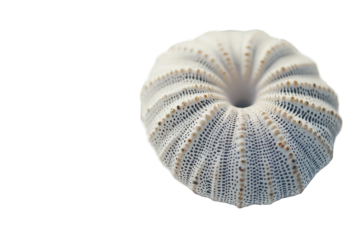 Close-up of a white sea urchin shell with intricate radial patte
