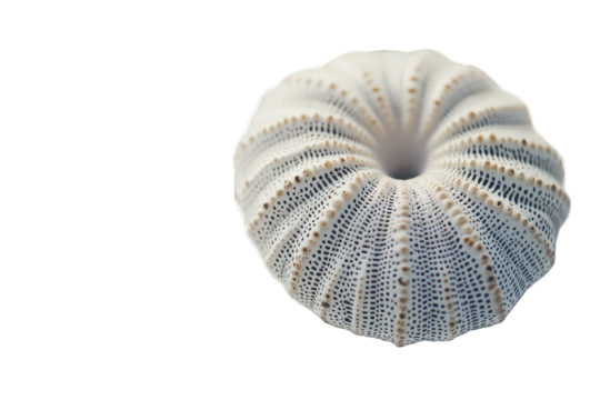 Close-up of a white sea urchin shell with intricate radial patte