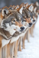 A pack of wolves standing in a snowy landscape, showcasing their features and unity.