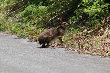 A hare jumping out onto the street