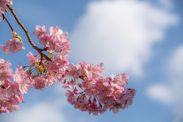 満開の河津桜と青空