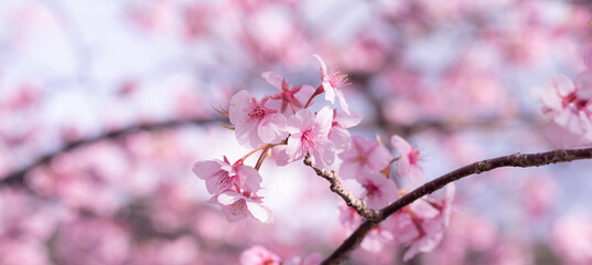 満開に咲く早咲きの河津桜	