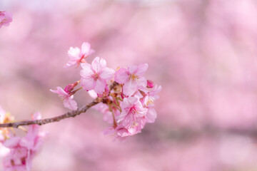 満開に咲く早咲きの河津桜	