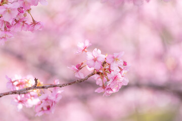 満開に咲く早咲きの河津桜	