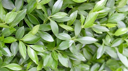 Obraz premium Lush Green Foliage Natural Leaf Background Texture