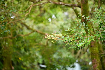 The quiet corner of a park showcases leafy branches under soft winter light, with a forest fading into the background, exuding natural calmness.
