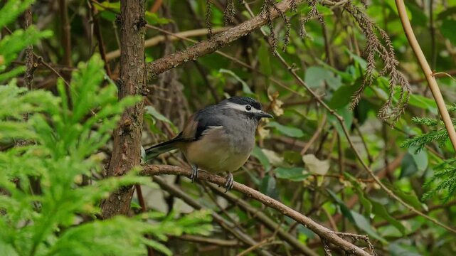 White-eared sibia perched and taking flight.