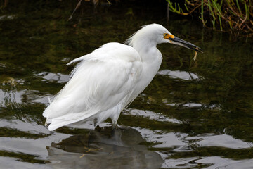 Snowy egret (Egretta thula) standing in water, in the wetlands of Huntington Beach, California. Its reflection is mirrored on the water's surface. Holding a fish in its beak.
