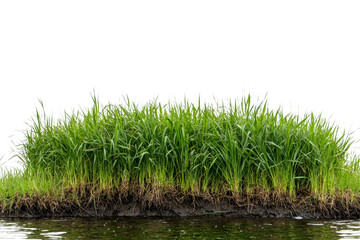 Obraz premium Lush Green Grasses on Riverbank Shoreline