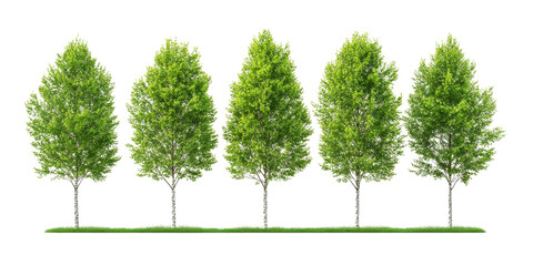 Obraz premium Row of Green Trees with Leafy Canopies