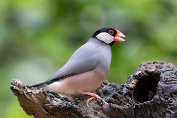 Java sparrow (Lonchura oryzivora) perched on deat tree log. Green plants in background. In Edward Youde Aviary, Hong Kong Park.
