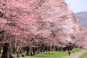 北海道新ひだか町、さくら名所100選に選ばれた二十間道路の桜並木【4月】