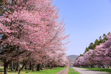 北海道新ひだか町、さくら名所100選に選ばれた二十間道路の桜並木【4月】
