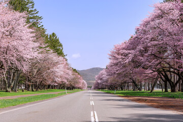 北海道新ひだか町、さくら名所100選に選ばれた二十間道路の桜並木【4月】
