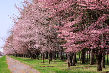 北海道新ひだか町、さくら名所100選に選ばれた二十間道路の桜並木【4月】