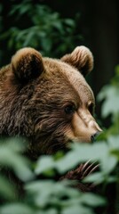 Obraz premium A close-up of a bear partially hidden among green foliage.