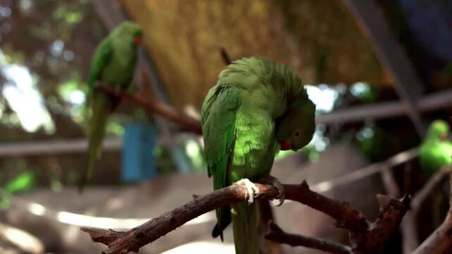 the Rose-ringed Parakeet (Psittacula krameri), also known as the Ring-necked Parakeet, is a gregarious tropical Afro-Asian parakeet species that has an extremely large range.
