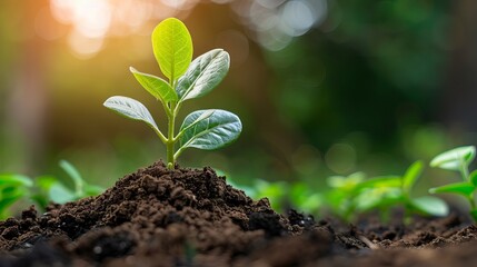 A young green plant emerging from rich soil, symbolizing growth and renewal in a vibrant natural setting.