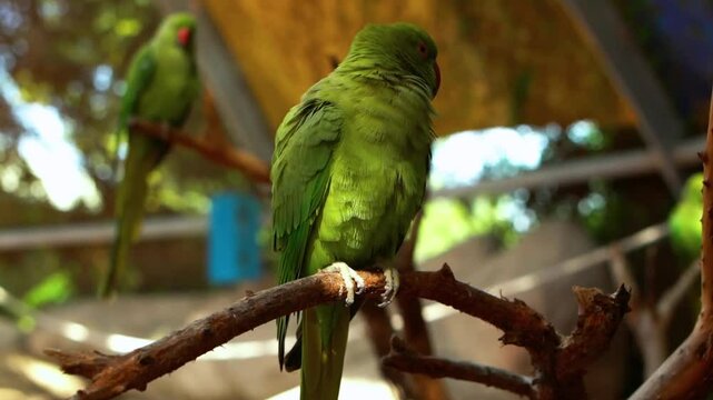 the Rose-ringed Parakeet (Psittacula krameri), also known as the Ring-necked Parakeet, is a gregarious tropical Afro-Asian parakeet species that has an extremely large range.
