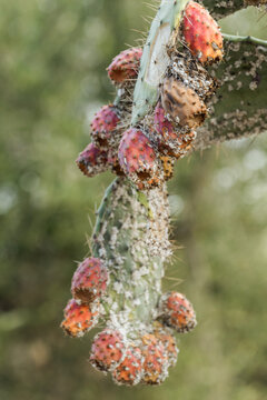 Figuiers de barbarie infest&eacute;s de cochenilles 