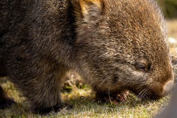The bare-nosed wombat, also known as the common wombat, is the world's largest burrowing herbivorous mammal. 