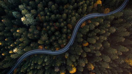 Serene Aerial View of Forest Road Curving Through Wilderness