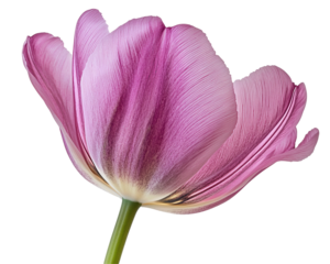 Isolated Purple Tulip Flower Bloom