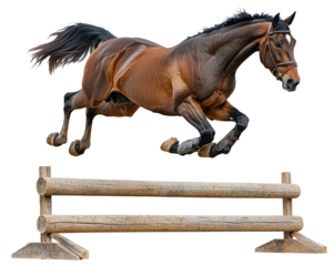 Isolated Brown Horse Jumping Over Wooden Fence