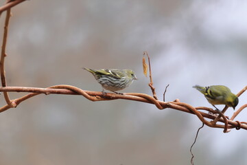Eurasian Siskin looking for food on vines