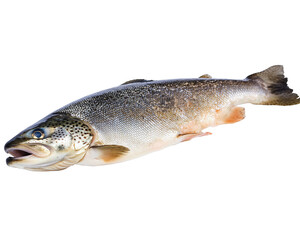 Fototapeta premium Isolated Brown Trout Fish