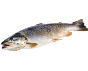 Isolated Brown Trout Fish