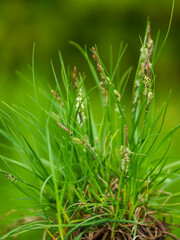 Braunsegge - Carex nigra