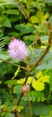 close up photo of mimosa flower
